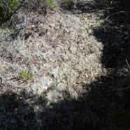 11 Fleur de roche.jpg