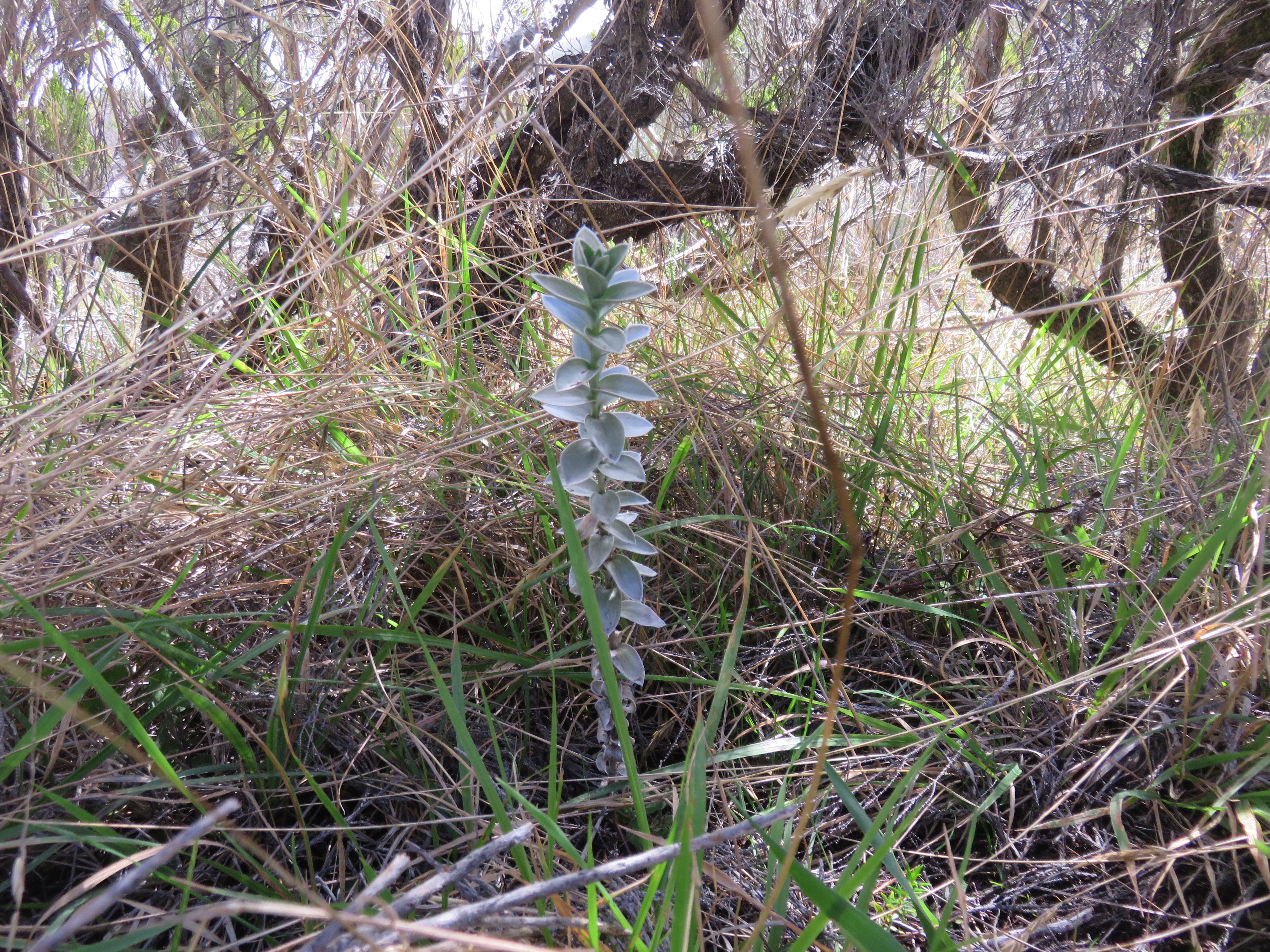 12 Psiadia argentea Petit velours ASTERACEE Endemique.jpg