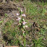 15  Orchidee sp..jpg