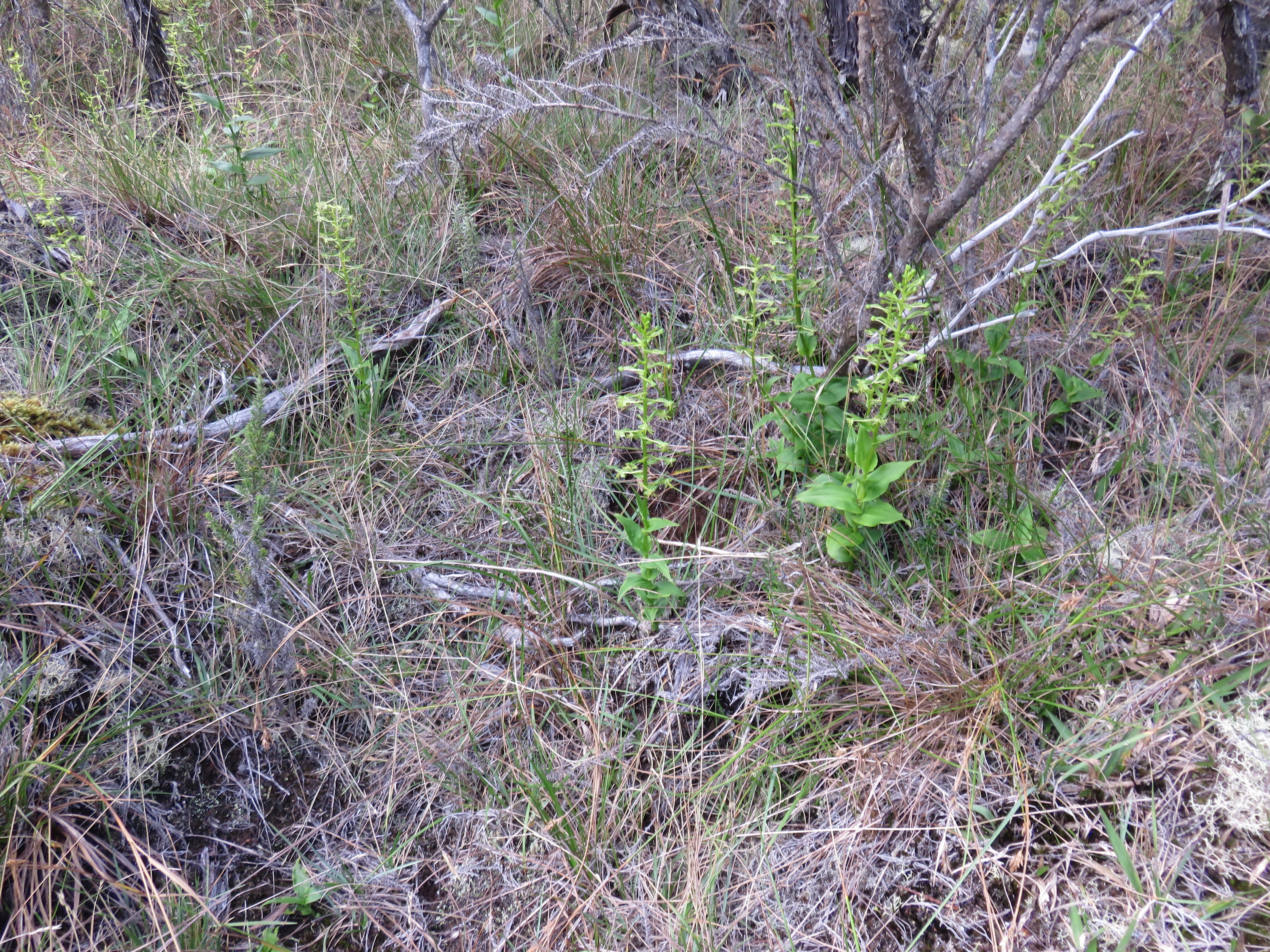 16  Orchidee sp..jpg