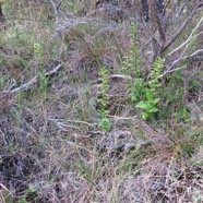 16  Orchidee sp..jpg