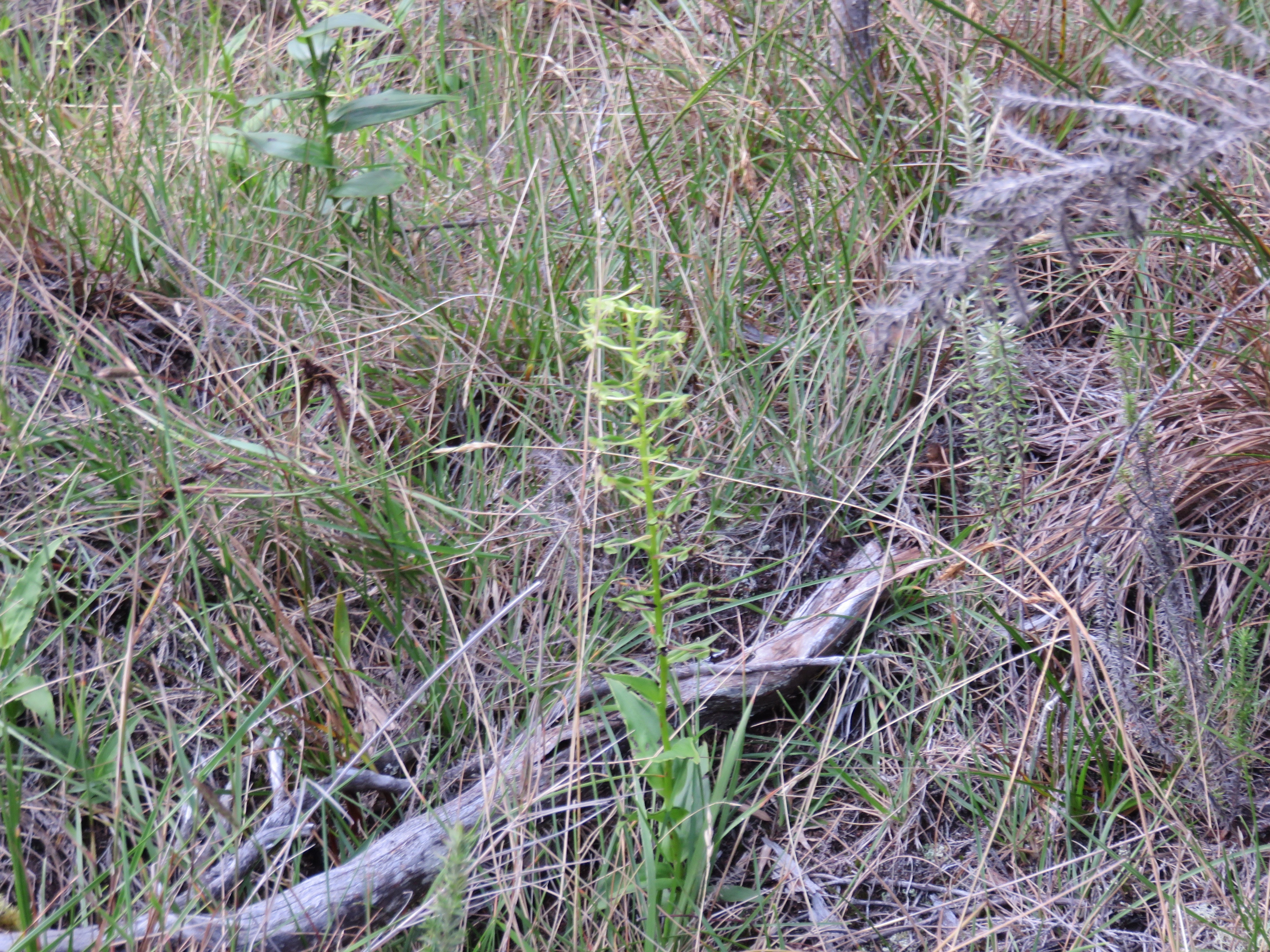 17  Orchidee sp..jpg