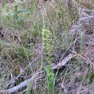 17  Orchidee sp..jpg