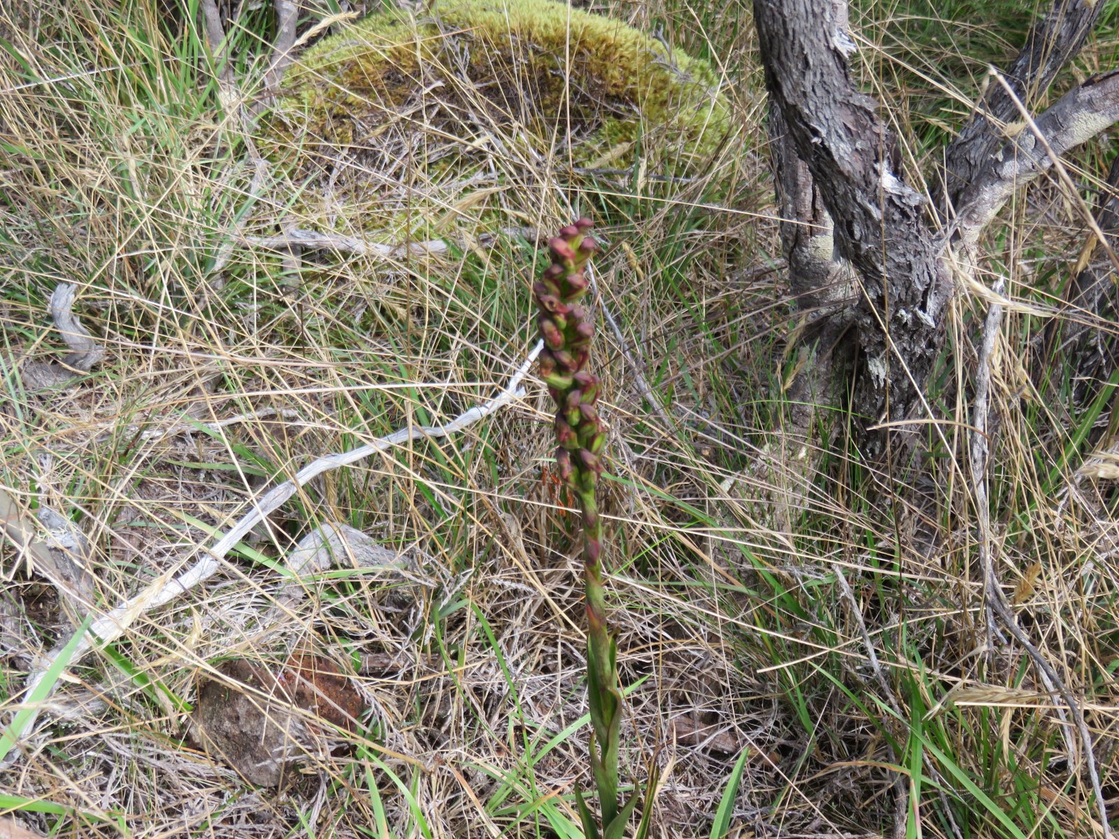 18  Orchidee sp..jpg