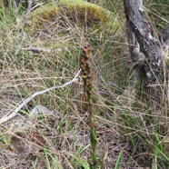 18  Orchidee sp..jpg