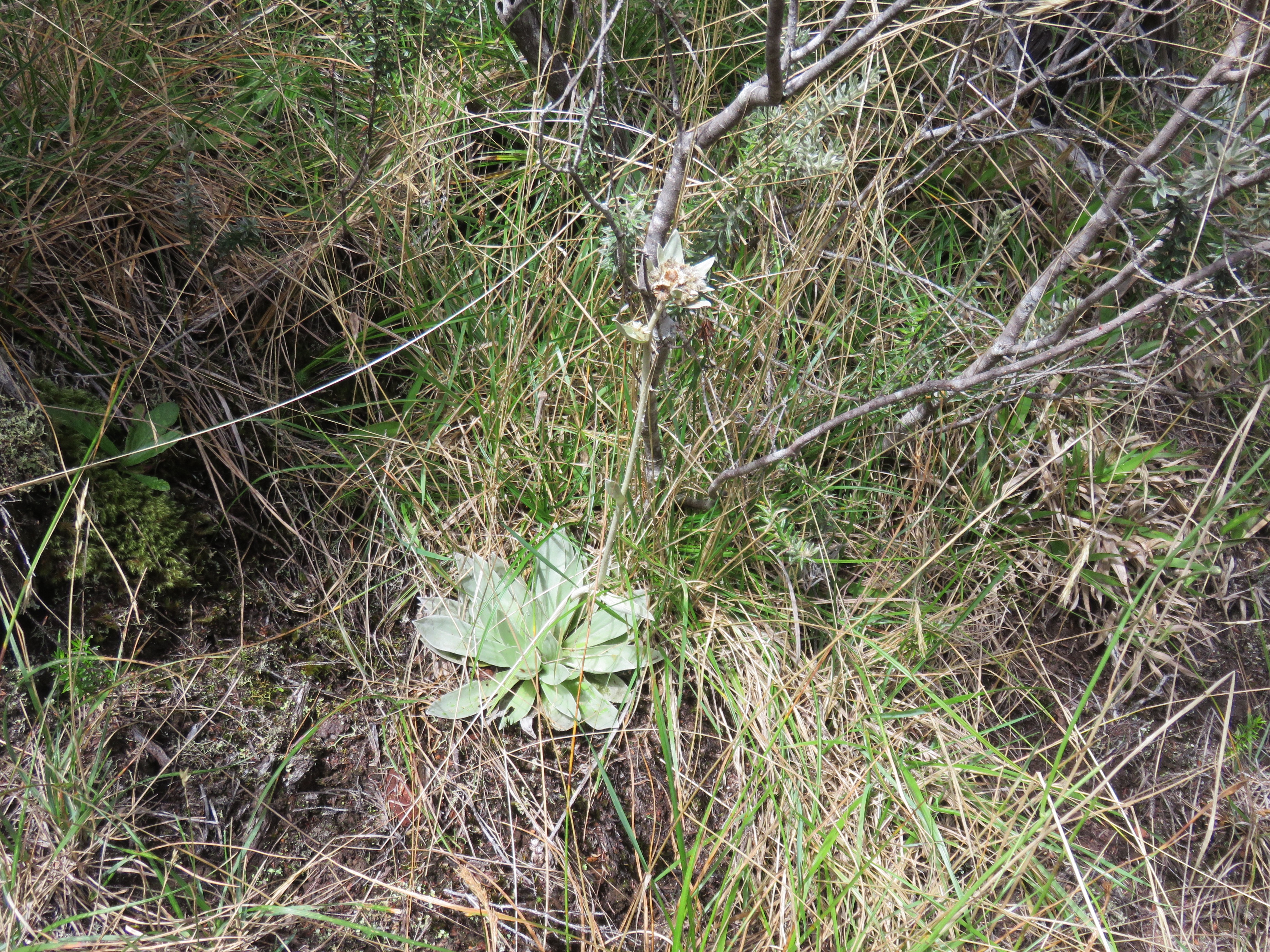 19  Helichrysum arnicoides - Petit velours blanc - ASTERACEE Endemique.jpg