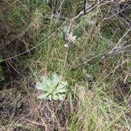 19  Helichrysum arnicoides - Petit velours blanc - ASTERACEE Endemique.jpg