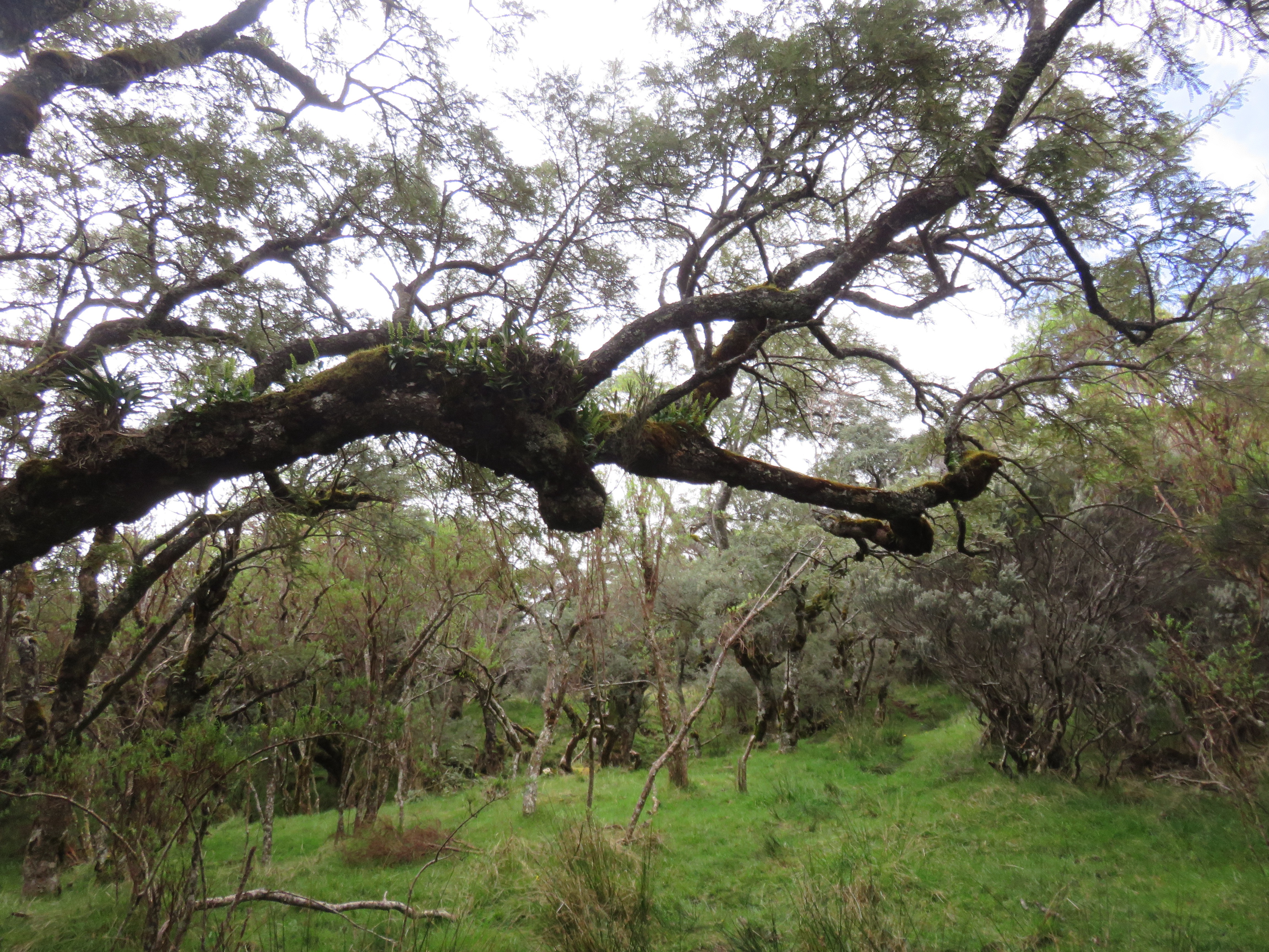 22 Orchidees sp..jpg