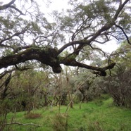 22 Orchidees sp..jpg