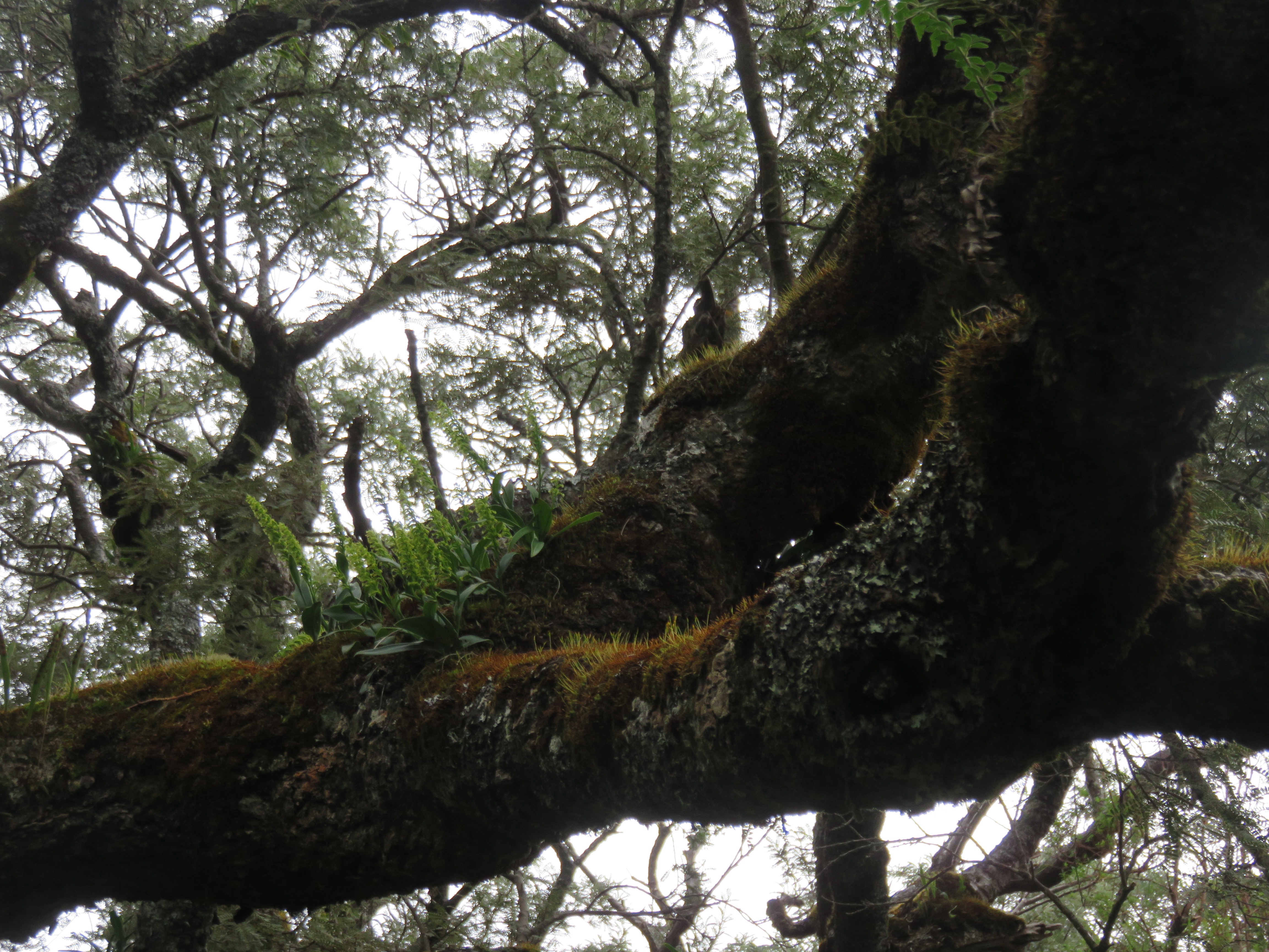 23  Orchidees sp. sur branche de Sophora denudata.jpg