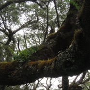 23  Orchidees sp. sur branche de Sophora denudata.jpg