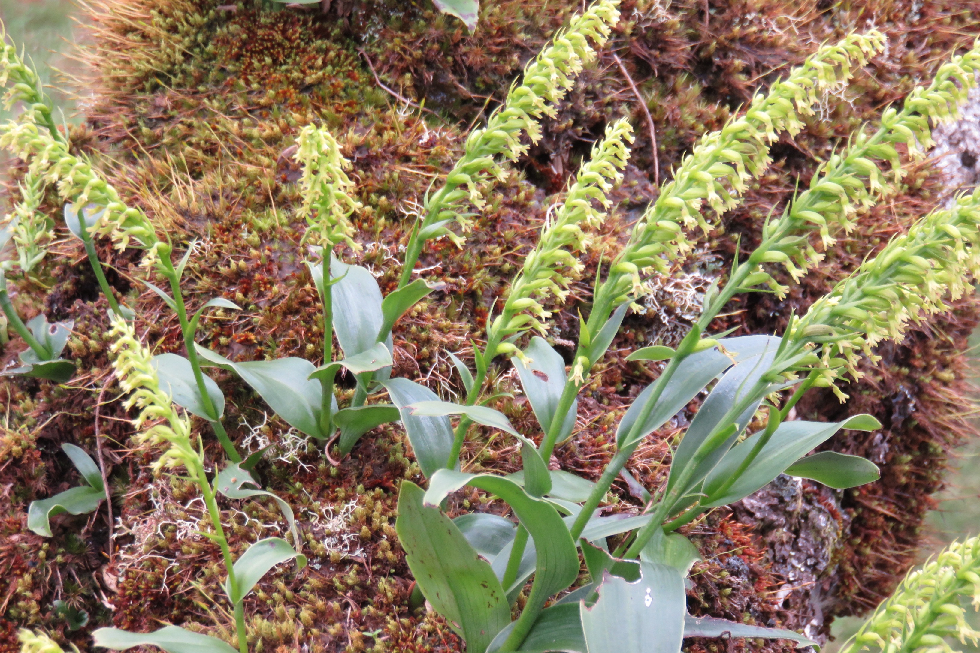 24  Orchidees sp. sur branche de Sophora denudata.jpg