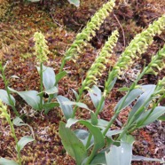 24  Orchidees sp. sur branche de Sophora denudata.jpg