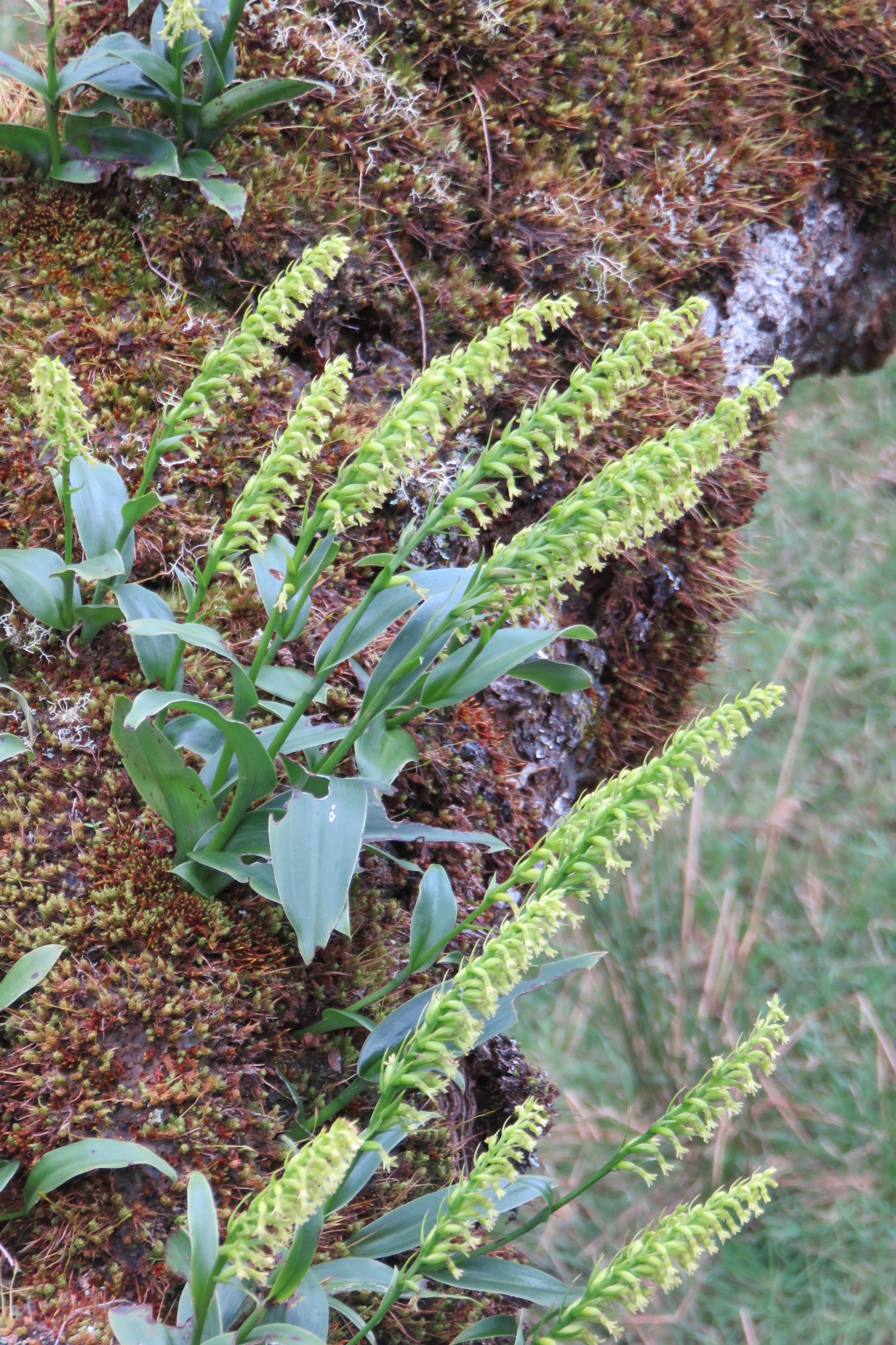 25  Orchidees sp. sur branche de Sophora denudata.jpg