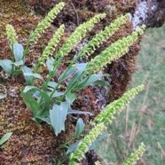 25  Orchidees sp. sur branche de Sophora denudata.jpg