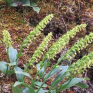 26   Orchidees sp. sur branche de Sophora denudata.jpg
