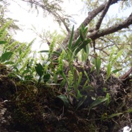 27   Orchidees sp. sur branche de Sophora denudata.jpg