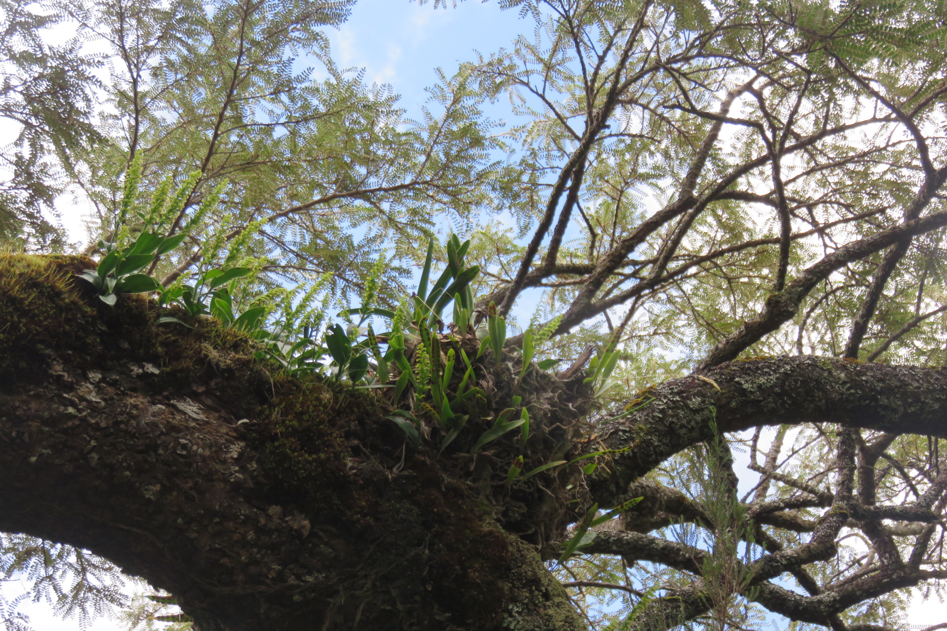 28   Orchidees sp. sur branche de Sophora denudata.jpg