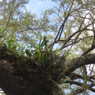 28   Orchidees sp. sur branche de Sophora denudata.jpg