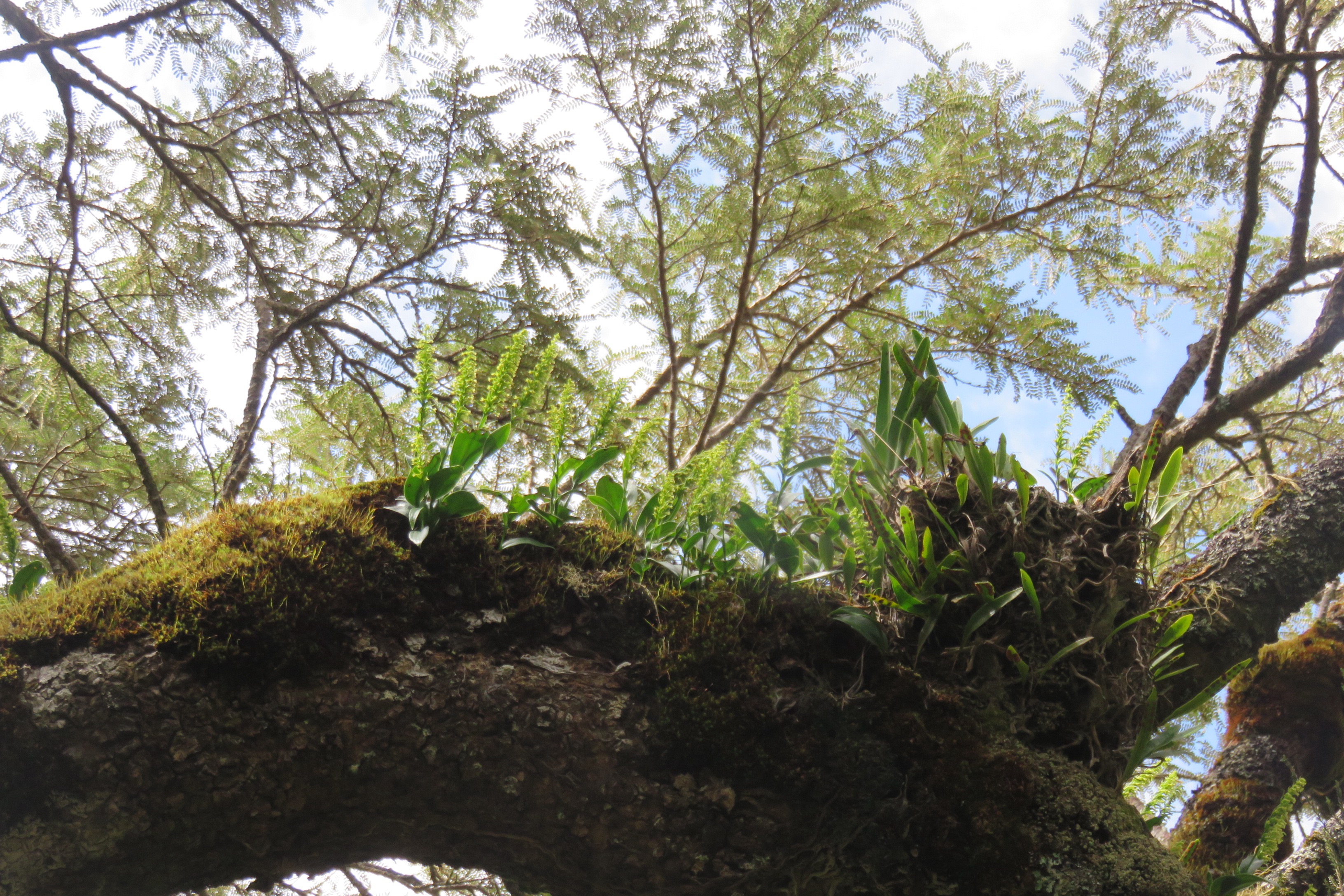 29   Orchidees sp. sur branche de Sophora denudata.jpg