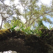 29   Orchidees sp. sur branche de Sophora denudata.jpg