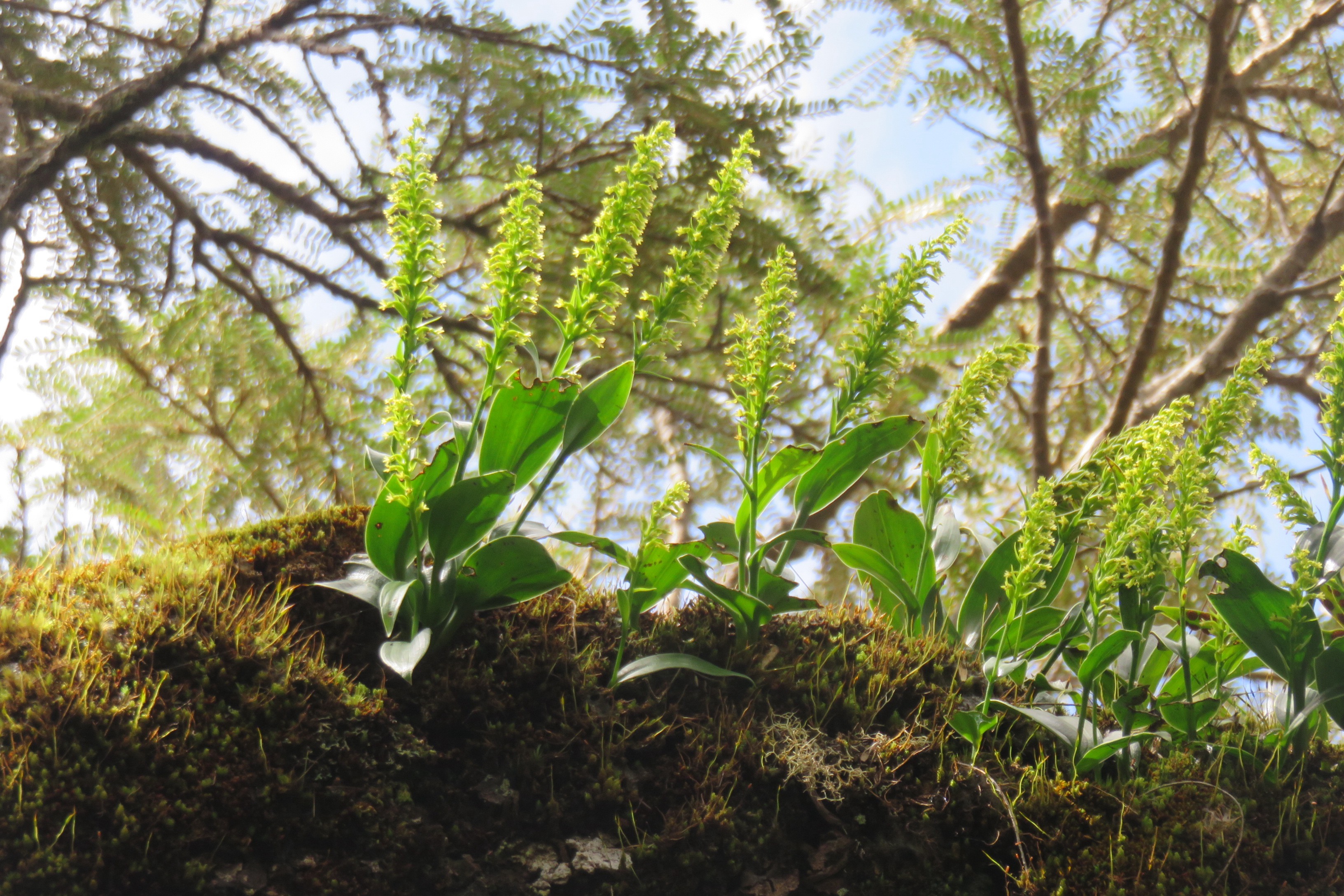 30   Orchidees sp. sur branche de Sophora denudata.jpg