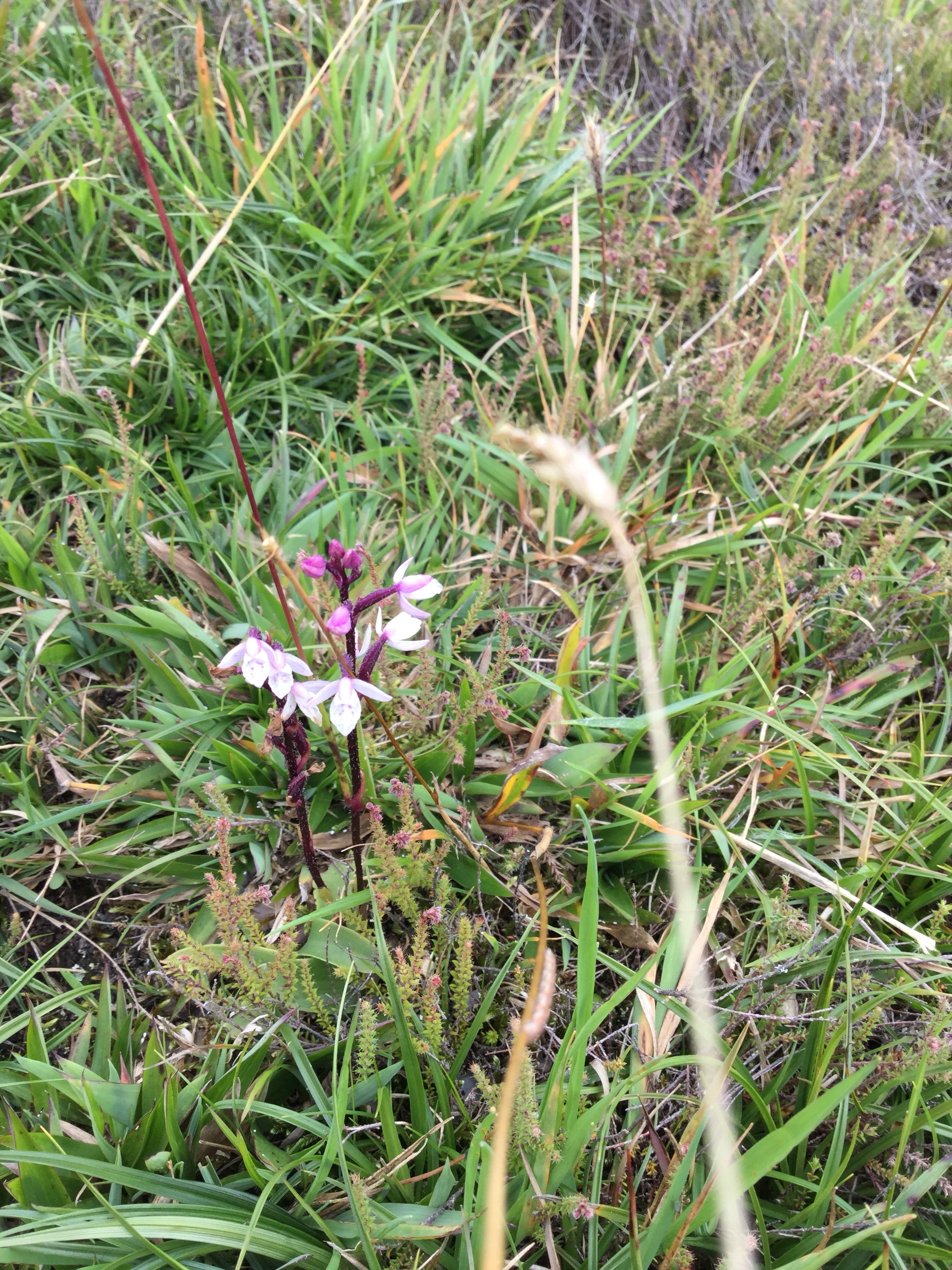 32  Orchidee sp..jpg