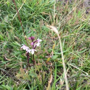 32  Orchidee sp..jpg