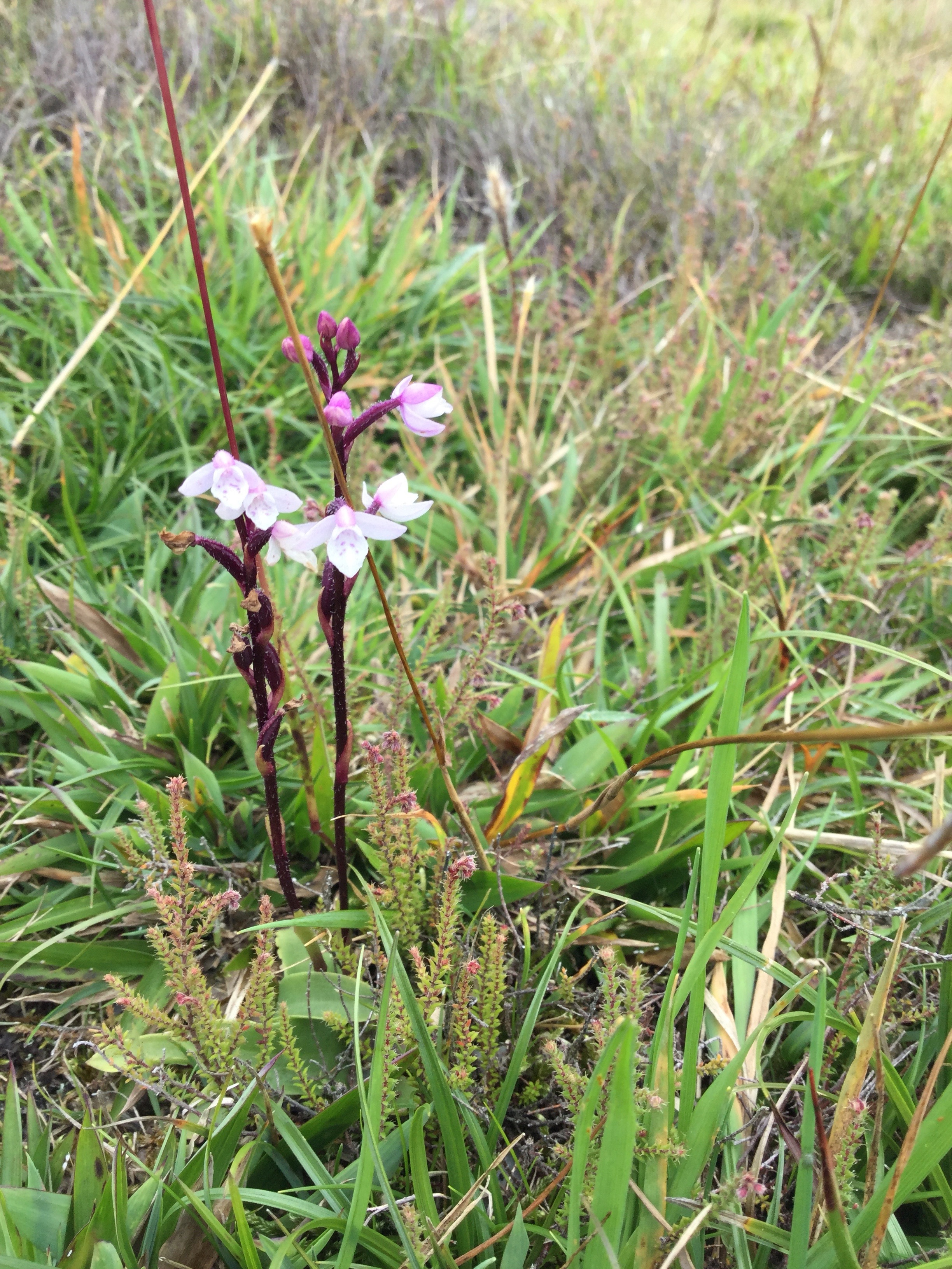 33  Orchidees sp..jpg