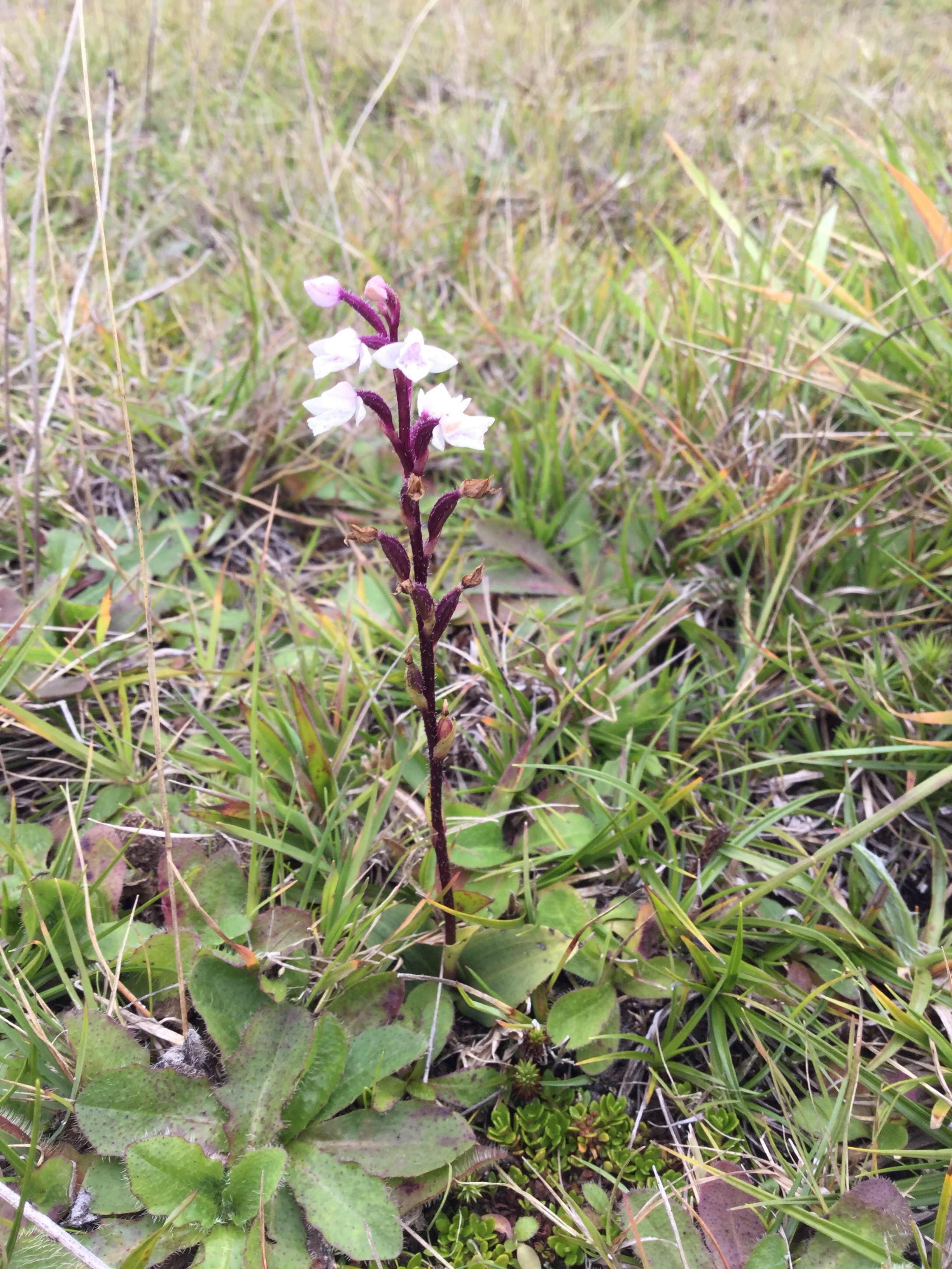 34  Orchidees sp..jpg