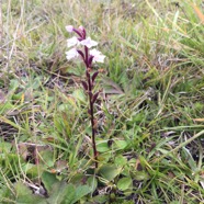 34  Orchidees sp..jpg