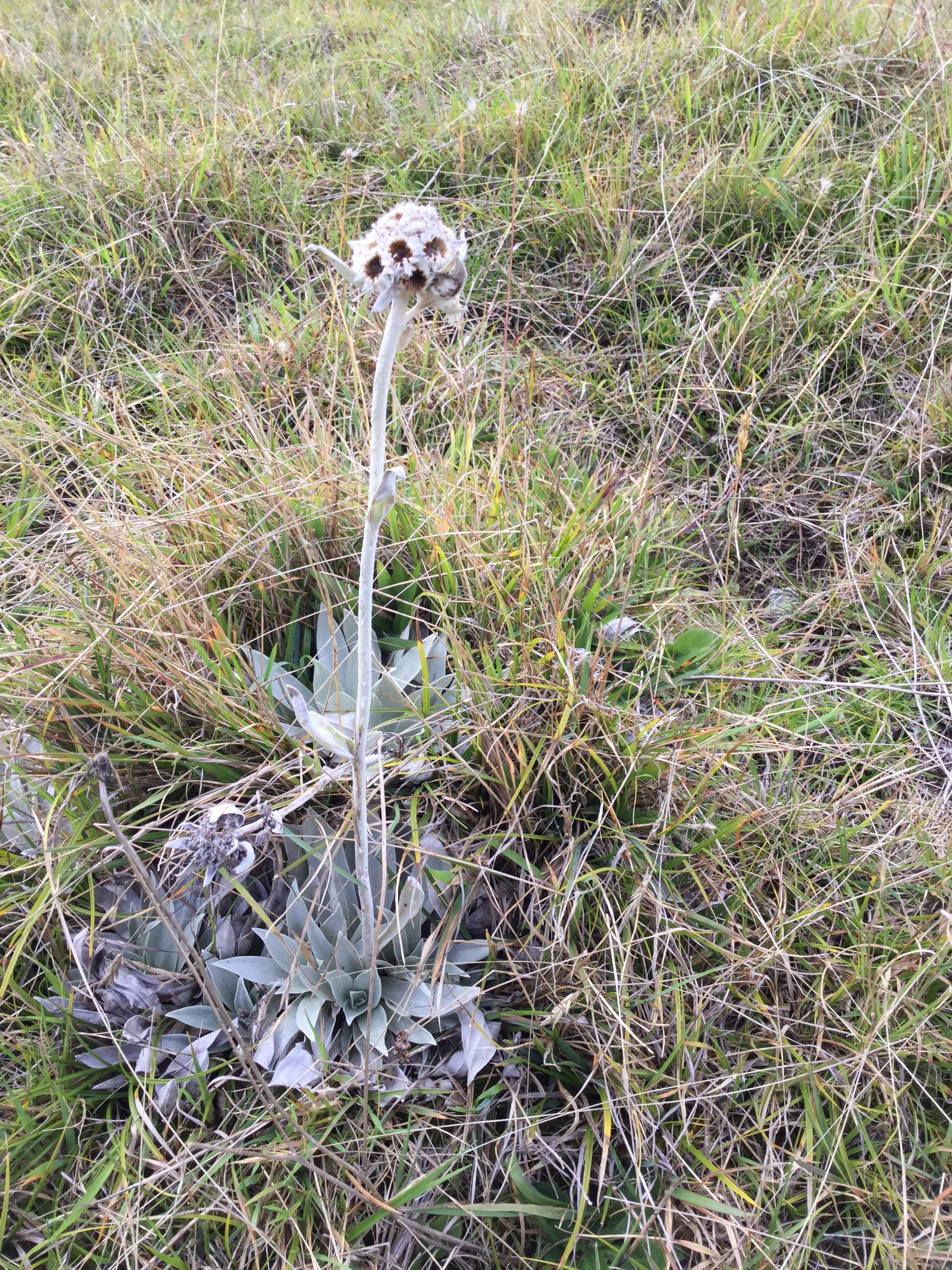 35  Helichrysum arnicoides - Petit velours blanc - ASTERACEE Endemique.jpg