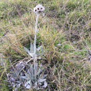 35  Helichrysum arnicoides - Petit velours blanc - ASTERACEE Endemique.jpg