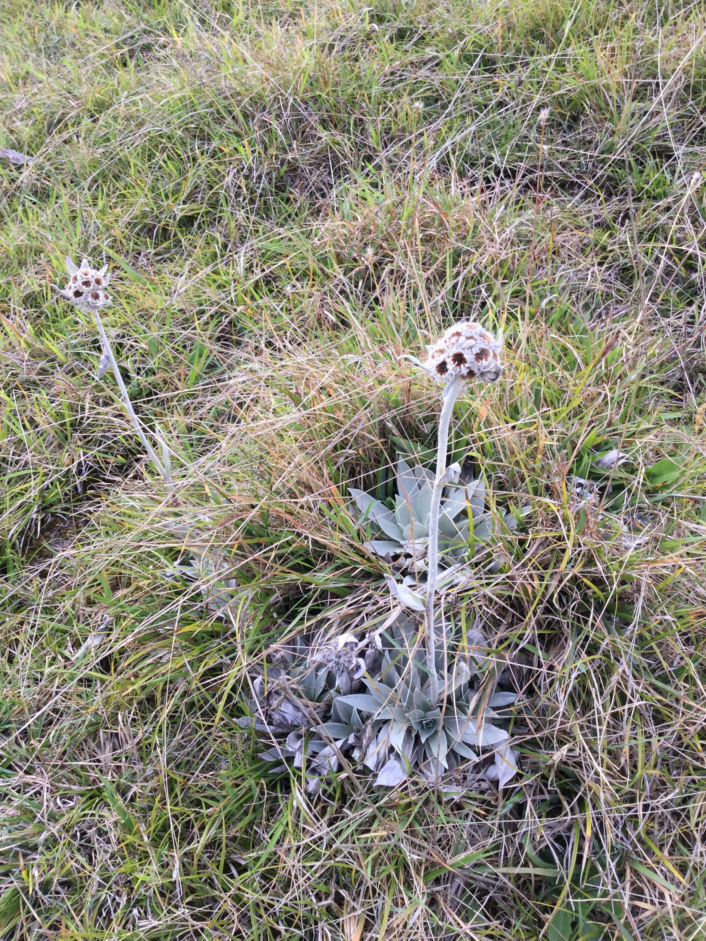 36 Helichrysum arnicoides - Petit velours blanc - ASTERACEE Endemique.jpg