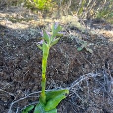 2. Satyrium amoenum - Satyre charmant - ORCHIDACEAE Indigène.jpeg