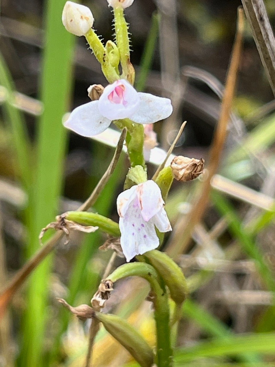 8. variété blanche de ??? Cynorkis breviplectra Orchidaceae Endémique La Réunion.jpeg