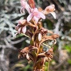 10. Satyrium amoenum - Satyre charmant - ORCHIDACEAE Indigène.jpeg