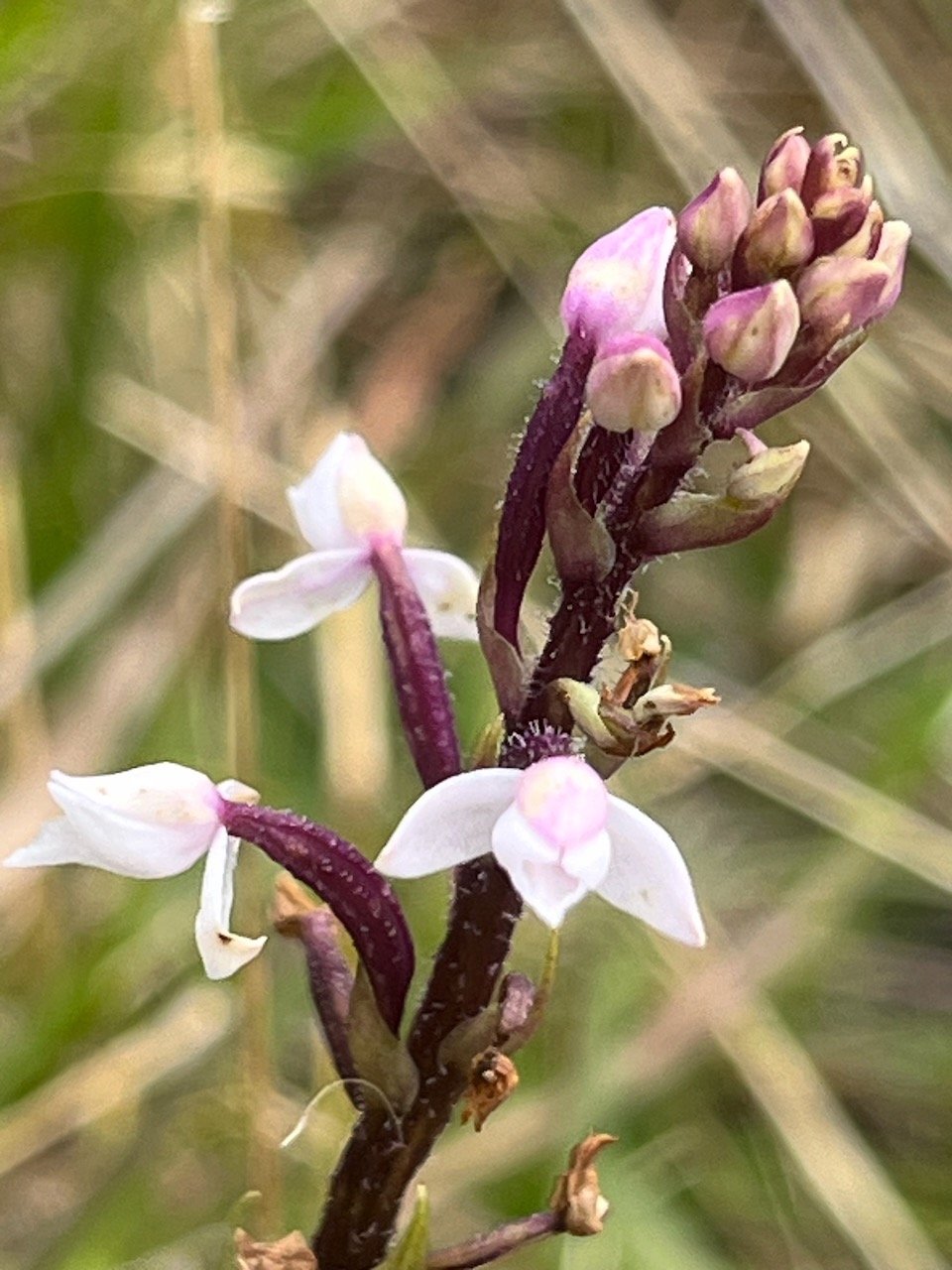 13. variété rose de ??? Cynorkis breviplectra Orchidaceae Endémique La Réunion.jpeg