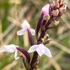 13. variété rose de ??? Cynorkis breviplectra Orchidaceae Endémique La Réunion.jpeg