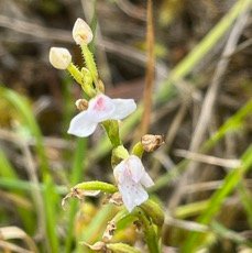 14. ??? Cynorkis coccinelloides Orchidaceae Indigène La Réunion.jpeg