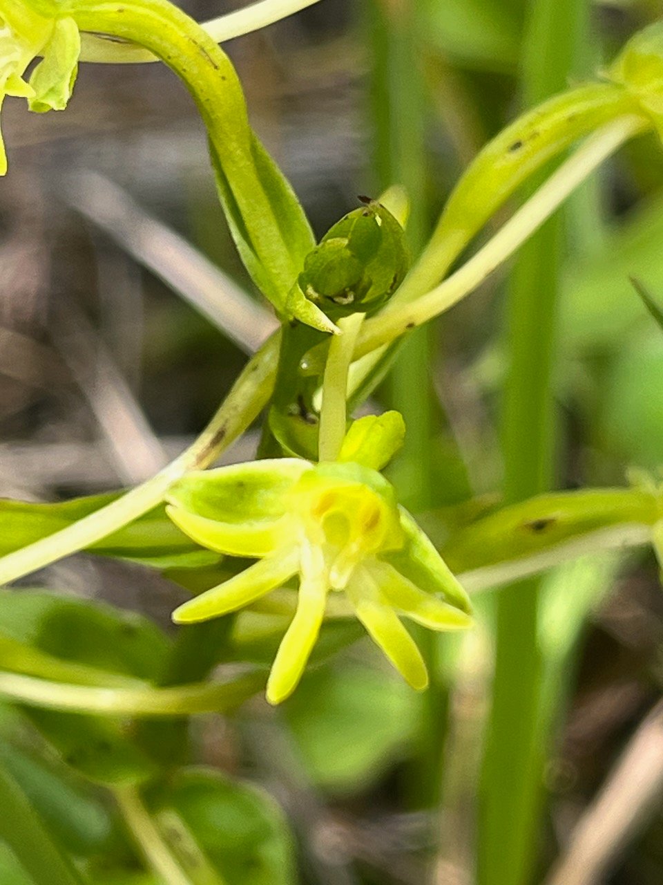 21. Habenaria frappieri Petit mais Orchidaceae Endémique La Réunion.jpeg