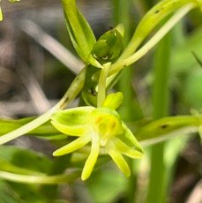 21. Habenaria frappieri Petit mais Orchidaceae Endémique La Réunion.jpeg