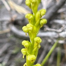24. Tylostigma hildebrandtii Orchidac eae Endémique La Réunion.jpeg