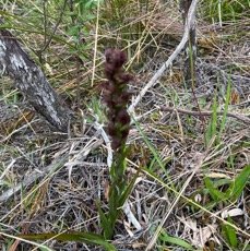 28. Disa borbonica Orchidaceae E ndémique La Réunion.jpeg