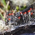 DSC_6474-2.jpeg