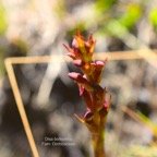 DSC_6490-2.jpeg