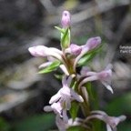 DSC_6512-2.jpeg