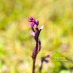 DSC_6597.jpeg