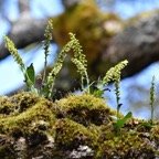 Benthamia nigrescens - ORCHIDOIDEAE - Indigene Reunion.jpg