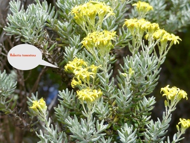 Hubertia tomentosa-2.jpeg